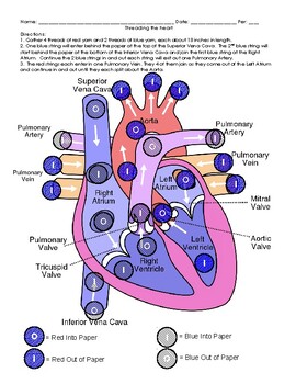 Heart Diagram and Modeling Blood Flow Activity by ...