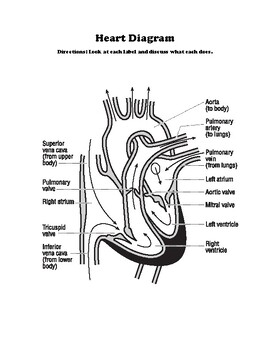 Preview of Heart Diagram and Vocabulary