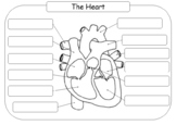 Heart Diagram to Label/Colour