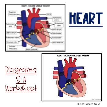 the human heart diagram unlabeled