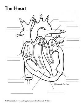 Heart Diagrams for Labeling and Coloring, With Reference Chart and Summary