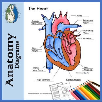 Heart Diagrams For Labeling And Coloring With Reference Chart And Summary