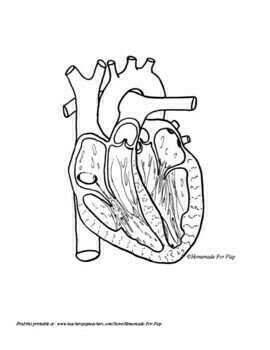 blank human heart diagram