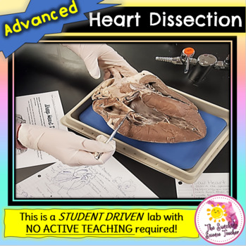 Preview of Heart Dissection Lab | Advanced, NO ACTIVE TEACHING!