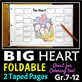 Preview of Heart Structure Foldable - Big Foldable for Interactive Notebooks or Binders