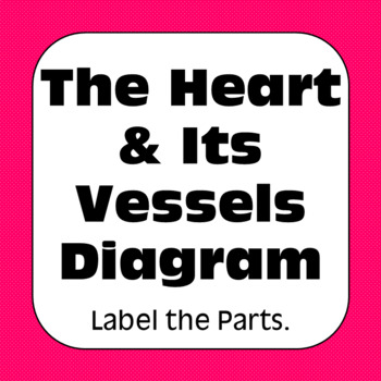 Preview of Heart & Its Vessels Diagrams Diagrams Coloring Matching Labeling Assessment