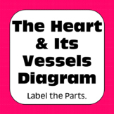 Heart & Its Vessels Diagrams Diagrams Coloring Matching La