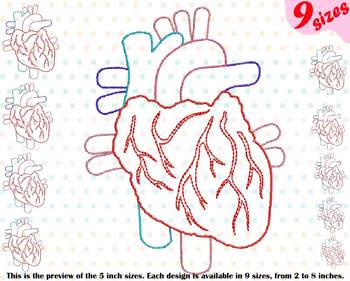 Preview of Heart Outline Embroidery Design science  biology Medic Organs Anatomy 202b