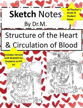 Preview of Heart Structure & Blood Circulation SketchNotes,Student Notes, incl FIB Version!