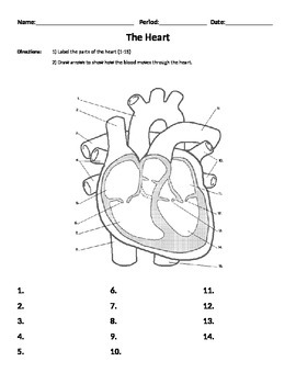 Preview of Heart Worksheet - Parts and Flow, Organs, Body Systems, Cardiovascular System