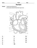 Heart Worksheet - Parts and Flow, Organs, Body Systems, Ca