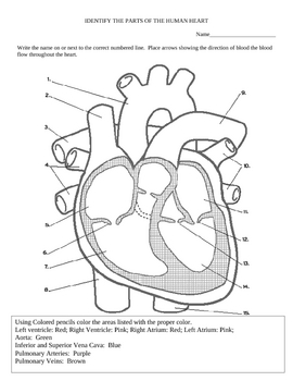 Preview of Heart diagram and color activity