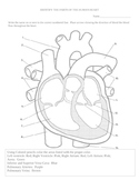 Heart diagram and color activity
