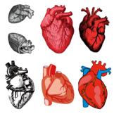 Heart - human anatomy art / Clipart/ downloads/ Commercial use