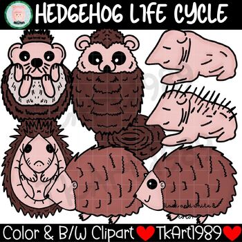 Preview of Hedgehog Life Cycle Clip art