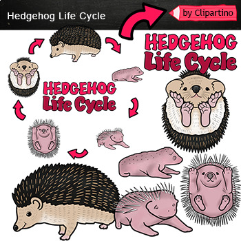 Preview of Hedgehog Llife Cycle Clip Art Commercial use