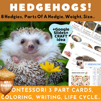 Preview of Hedgehogs/Montessori Cards/Parts+Life Cycle Of A Hedgie/Craft/Math+Writing/Slide