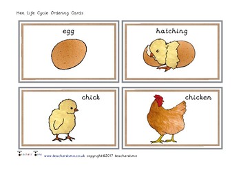 Hen Life Cycle Ordering Cards by Teachers' Time Store | TpT