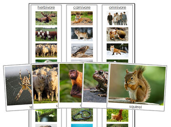 Herbivore, Carnivore & Omnivore Animals - Sorting Cards & Control Chart