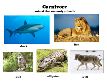Herbivore, Carnivore, Omnivore Posters with Definition and Examples