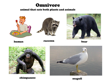 define omnivore