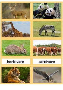 Herbivores Carnivores Omnivores sorting cards by Lilit Aloyan | TPT