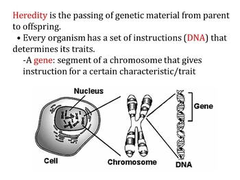 Heredity (Florida SSA Statewide Science Assessment) by Amy Mele