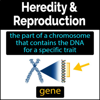Online Flashcards - Heredity & Reproduction - Dominant Trait ...