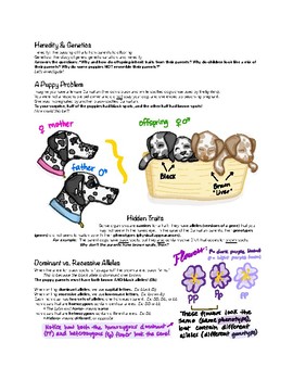 Preview of Heredity and Genetics (Inherited Traits) Study Guides / Notes Packet