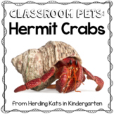 Hermit Crab Classroom Pet