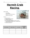 Hermit Crab Racing