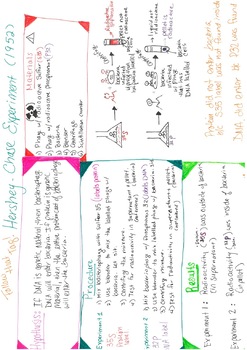 Preview of Hershey-Chase experiment One-pager