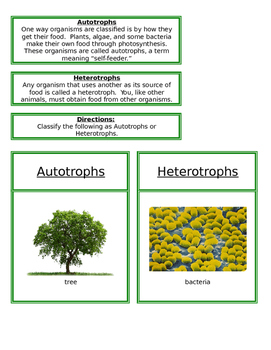 Heterotrophs and Autotrophs by Montessori Garden | TpT