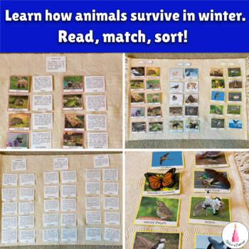 Hibernate, Migrate, Adapt - Sorting Activity. Animals in Winter | TpT
