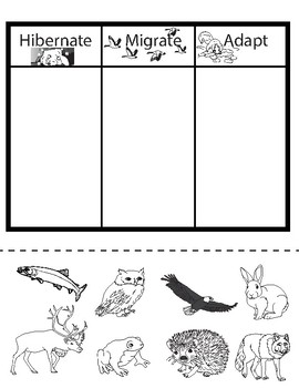 Hibernate, Migrate or Adapt (An Animal Sort) by My Inside Shoes | TpT