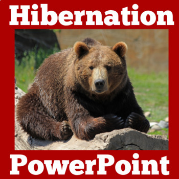 Preview of ANIMAL HIBERNATION Activity PowerPoint 1st 2nd 3rd Grade SCIENCE Lesson