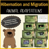 Hibernation & Migration PowerPoint Lessons and Worksheets 