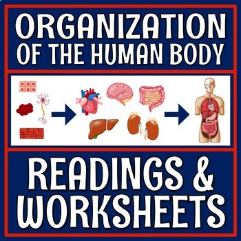 Preview of Hierarchy Organization of the Human Body Worksheet and Texts with Organ Systems