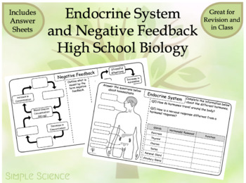 Preview of High School Biology - Endocrine System and Negative Feedback Worksheets