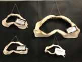 Biology - EVOLUTION: Shark Jaw Variation Lab