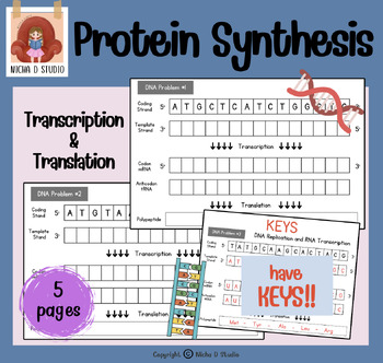 Preview of High School Biology : Protein Synthesis Worksheet (Transcription & Translation)