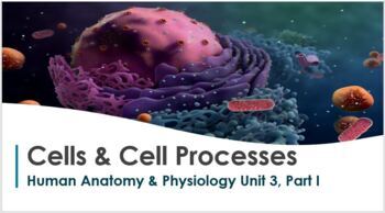 Preview of Human Anatomy & Physiology PowerPoint Bundle (16 PPTs + Free Bonus Products!)