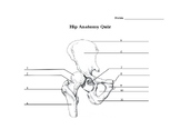 Hip Anatomy Quiz