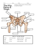Hip , pelvis and thigh Anatomy Packet
