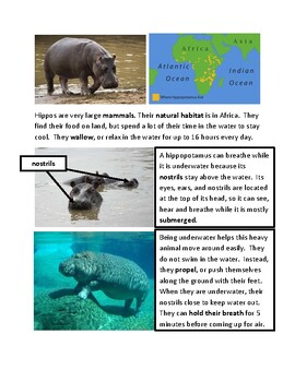 Preview of Hippo Facts and Summary of Owen and Mzee