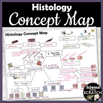 Preview of Histology Concept Map Review Activity | Tissues | Anatomy