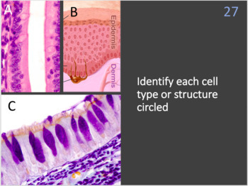 Histology, Tissues and Skin Task Cards by Biology with Brynn and Jack