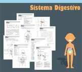 Hojas de Trabajo del Sistema Digestivo (Digestive System W