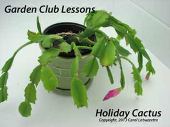 Preview of Holiday Gardening Lessons on Christmas Cactus - Plant Unit Activity Grades 2-5