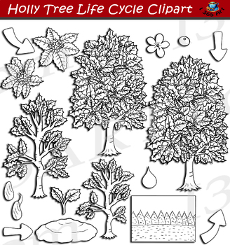 Holly Tree Life Cycle Clipart by I 365 Art - Clipart 4 School | TPT